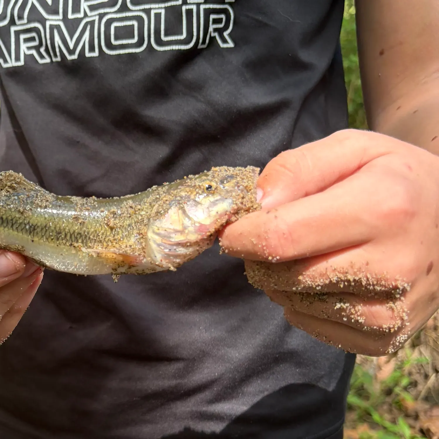 Creek chub caught on Fishbrain