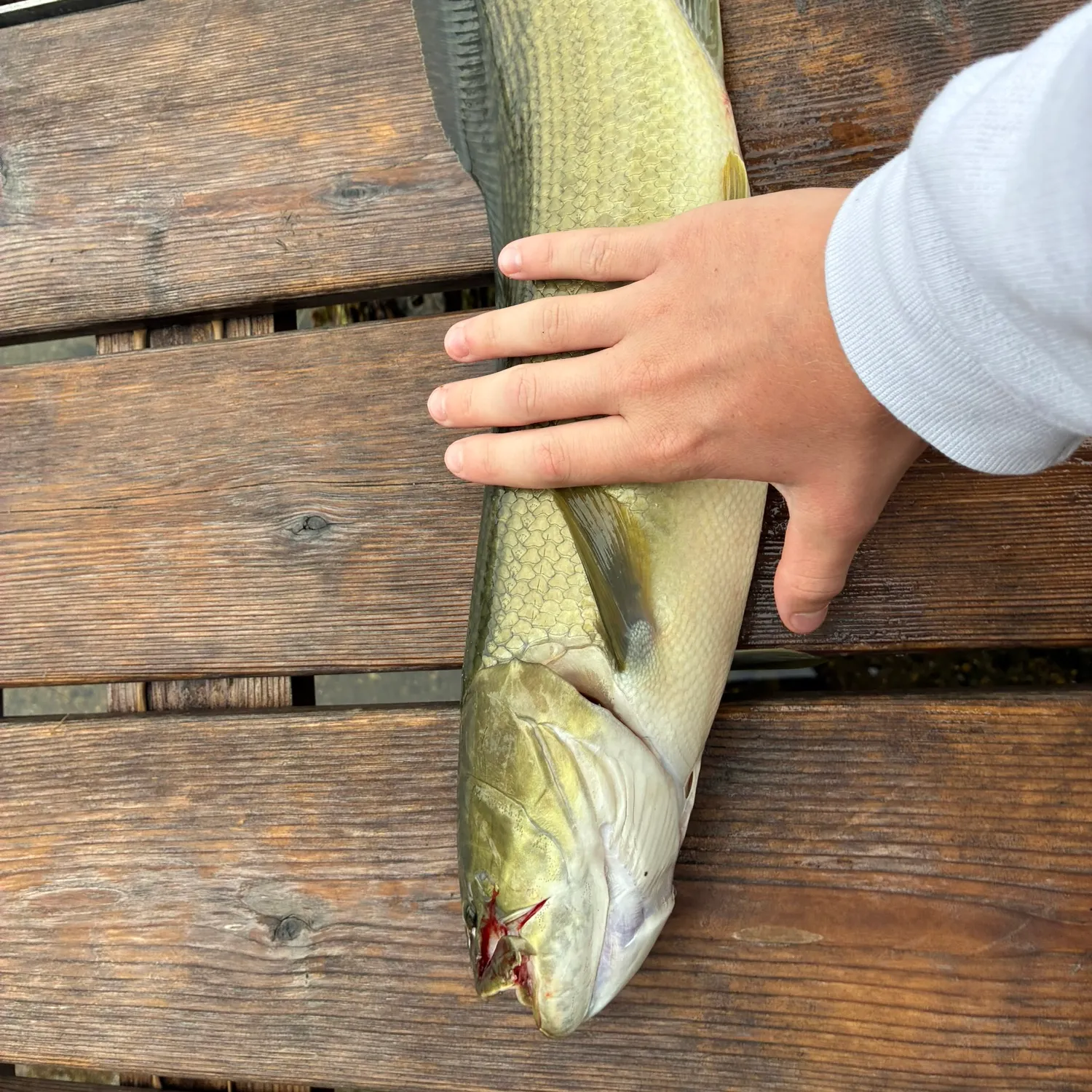 The most recent Eyetail bowfin catches on Fishbrain