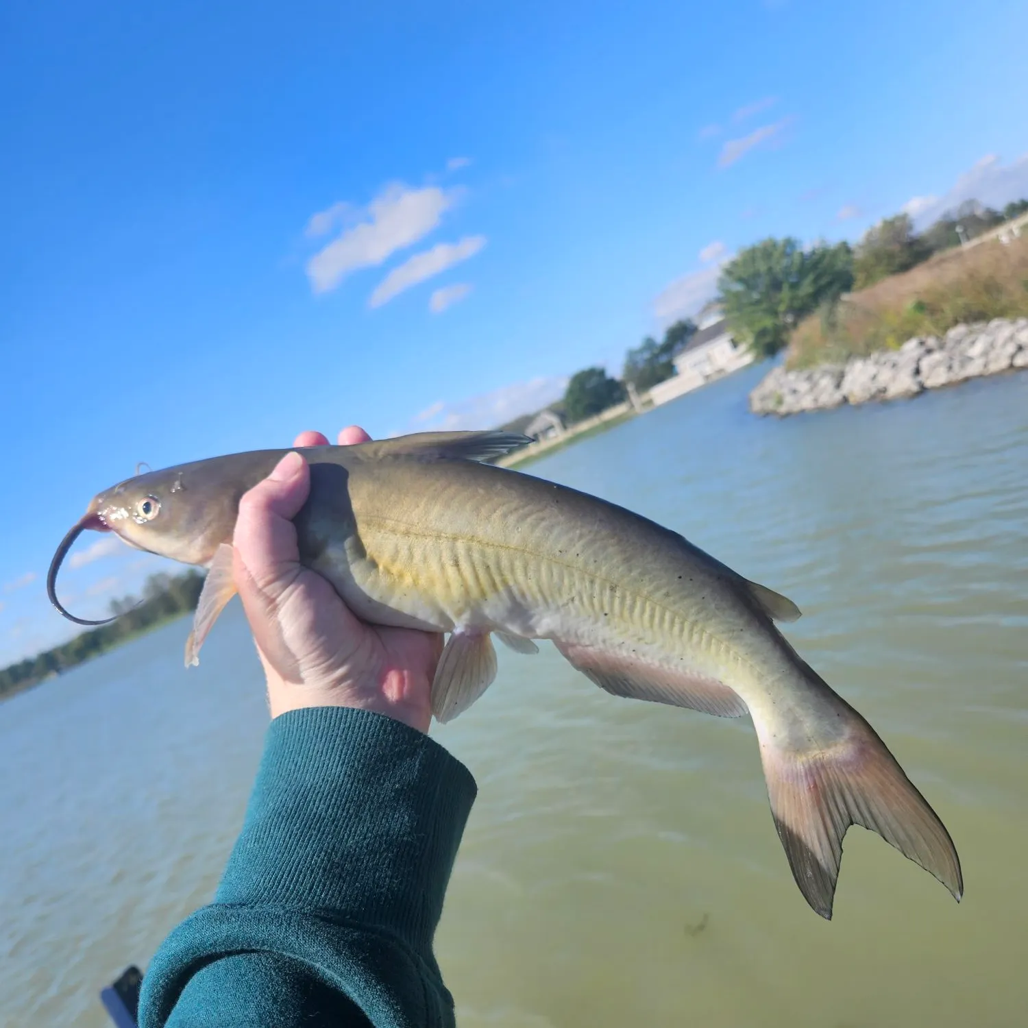 Channel catfish caught on Fishbrain
