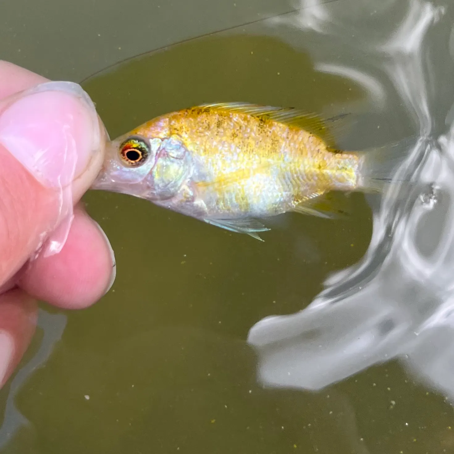 The most recent Red tilapia catches on Fishbrain