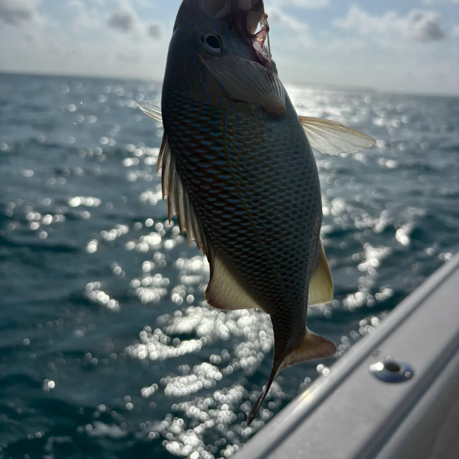 The most recent White grunt catches on Fishbrain