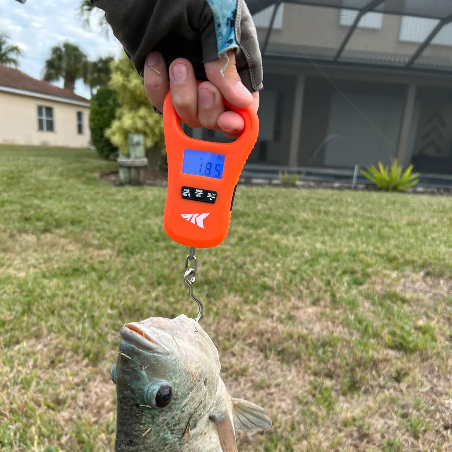 The most recent Blue tilapia catches on Fishbrain