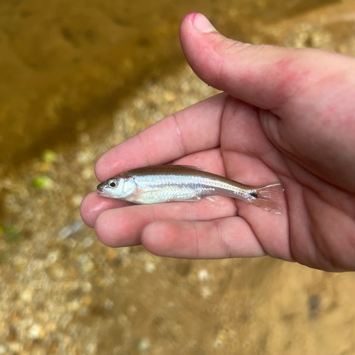 The most recent Rough shiner catches on Fishbrain