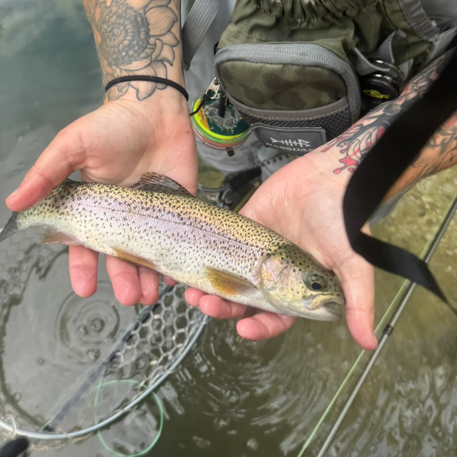 Rainbow trout caught on Fishbrain