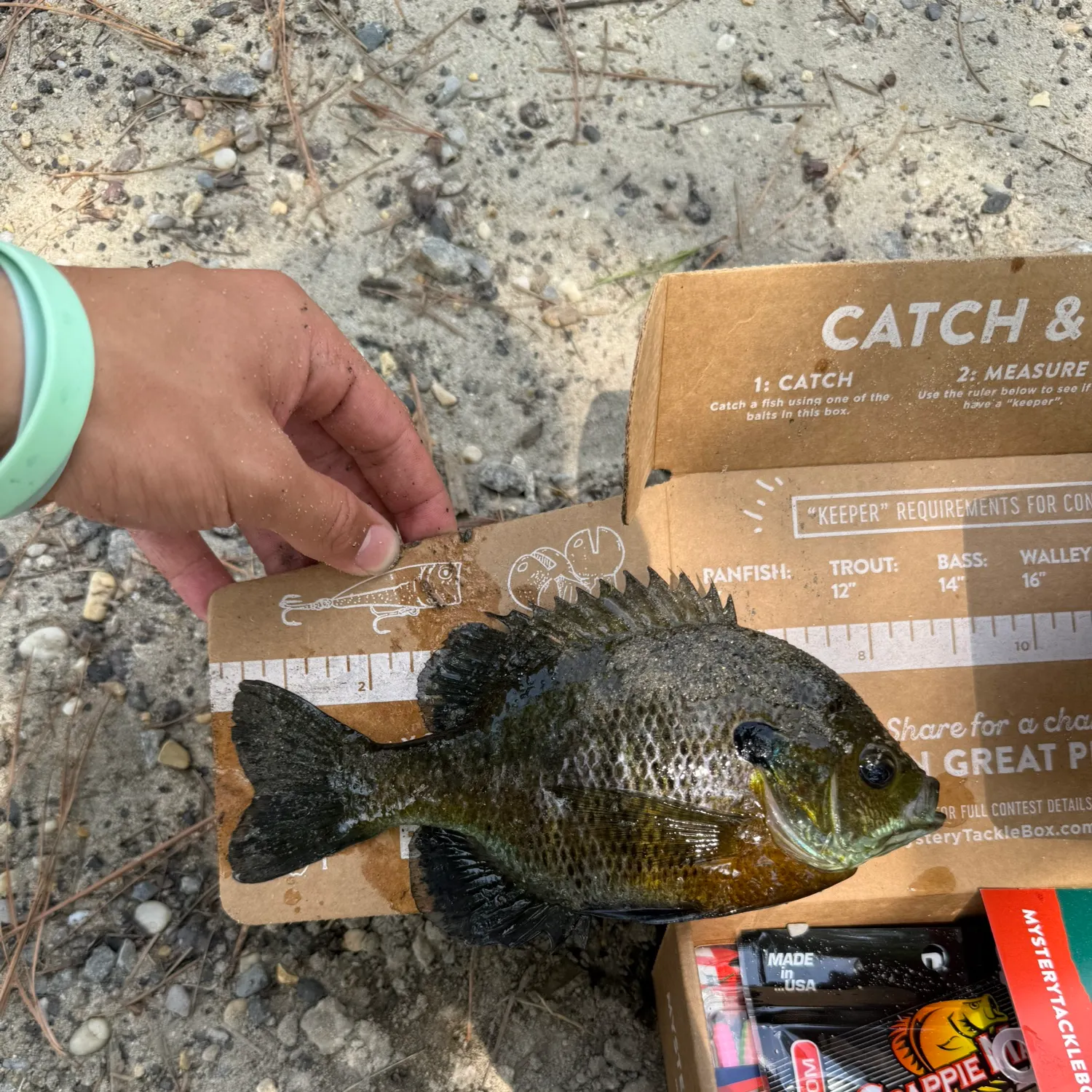 recently logged catches