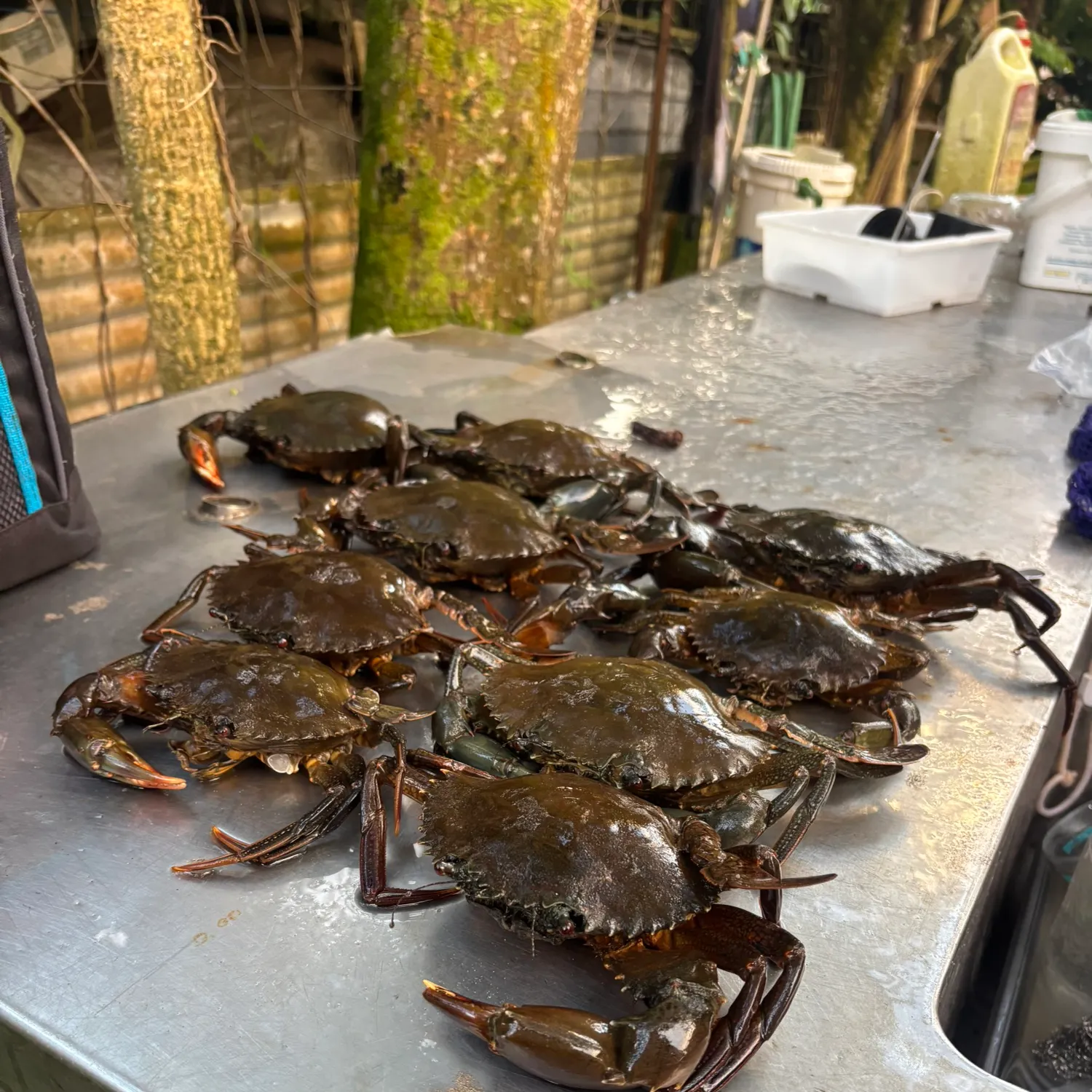 The most recent Giant mud crab catches on Fishbrain