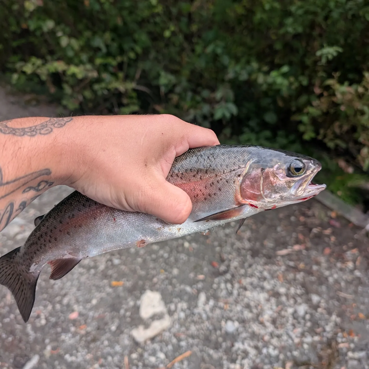 Rainbow trout caught on Fishbrain