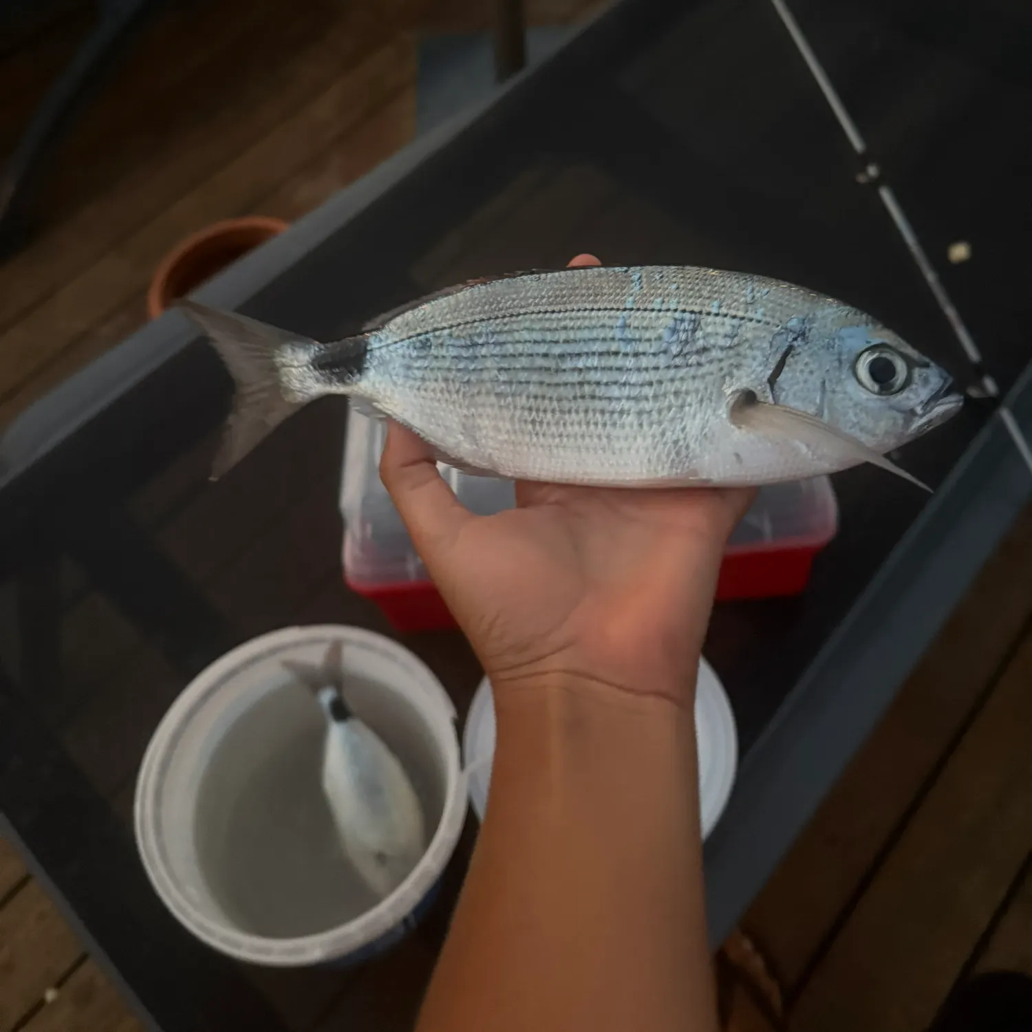The most recent Saddled seabream catches on Fishbrain
