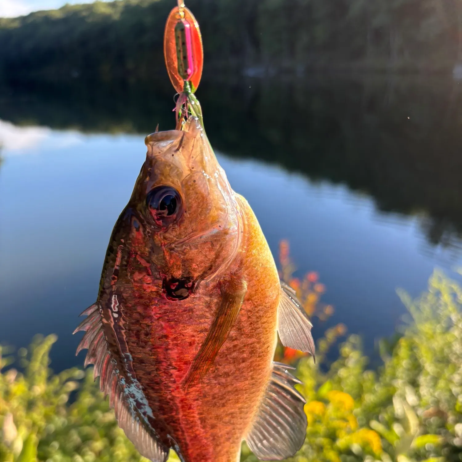 Bluegill caught on Fishbrain