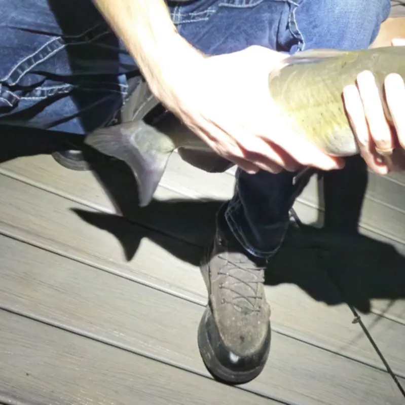 Channel catfish caught on Fishbrain