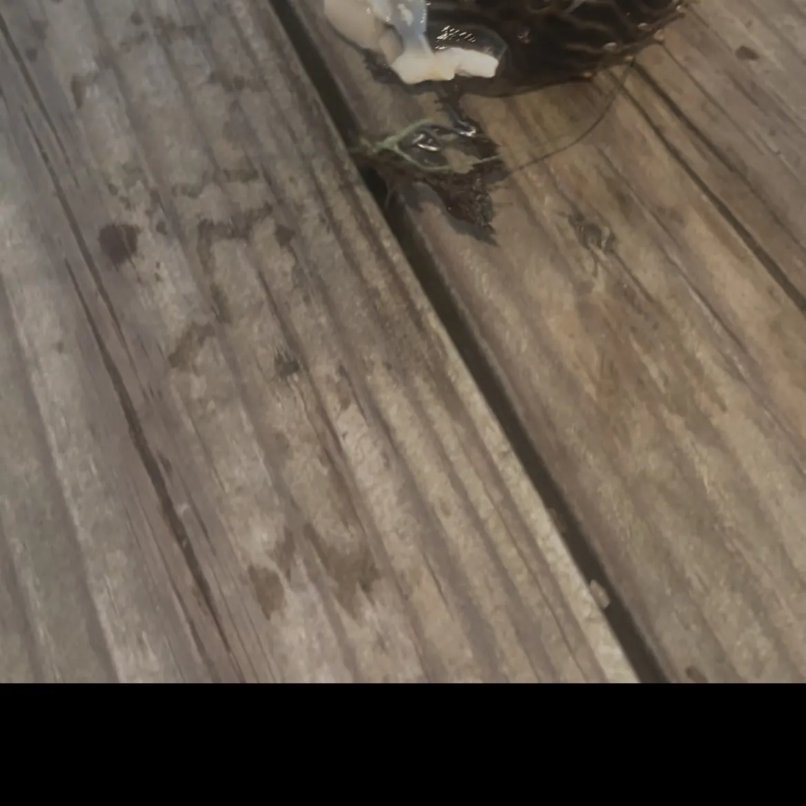 The most recent Striped burrfish catches on Fishbrain