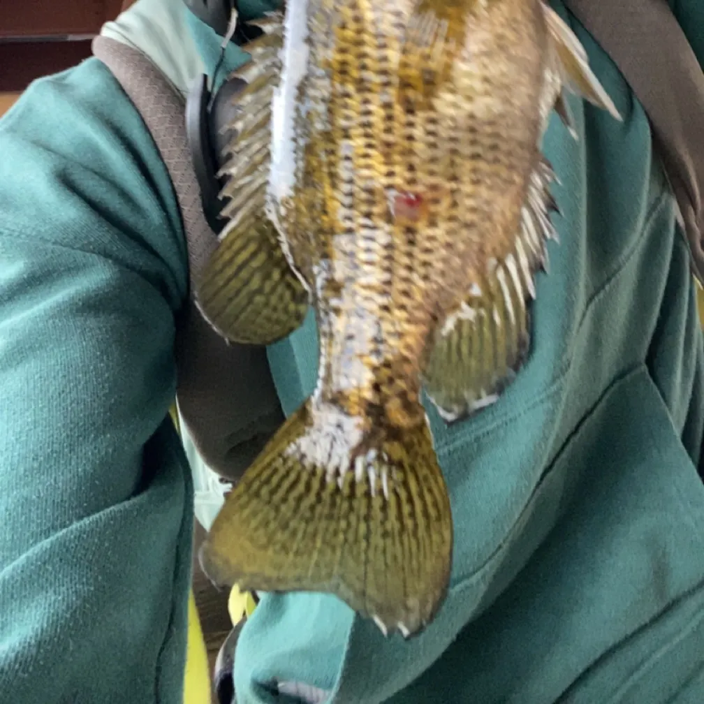 Rock bass caught on Fishbrain