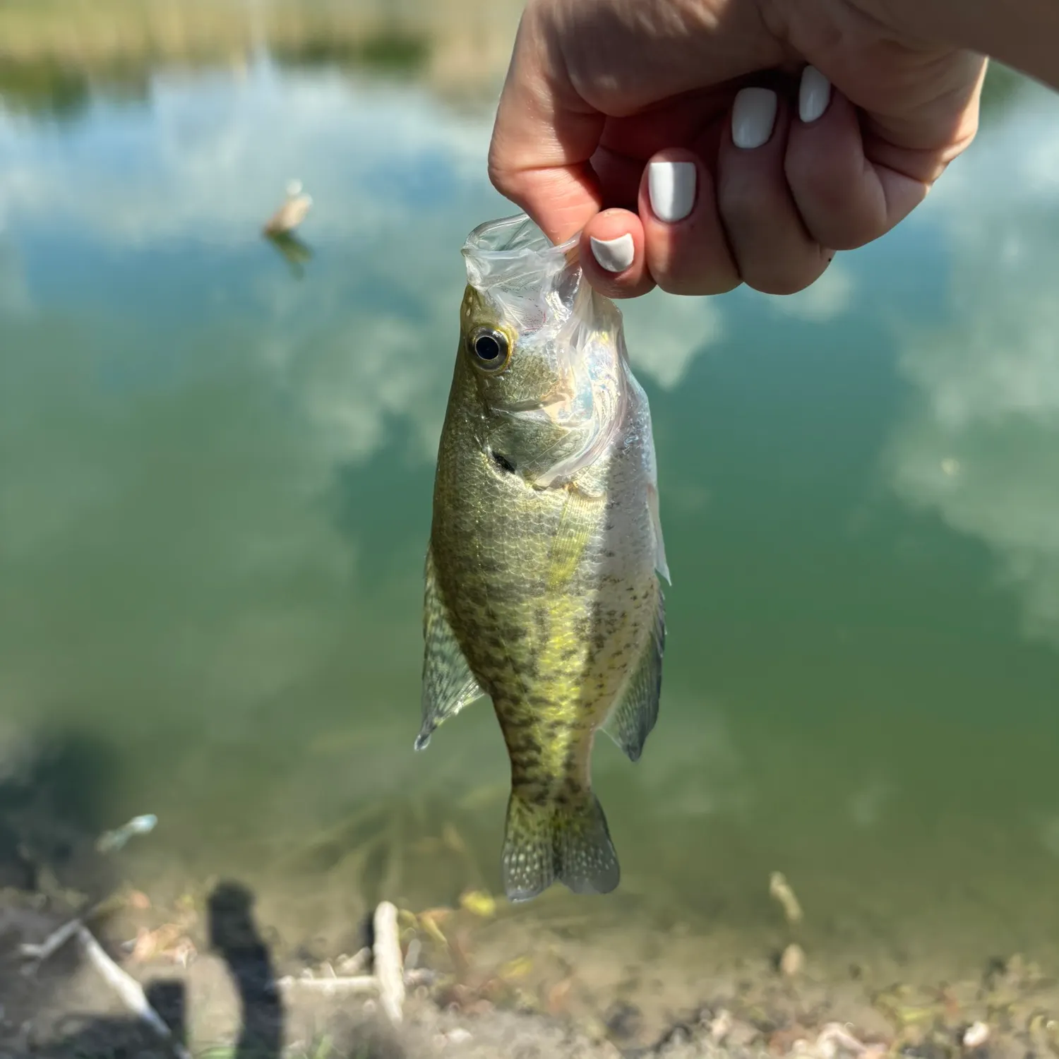 White crappie caught on Fishbrain