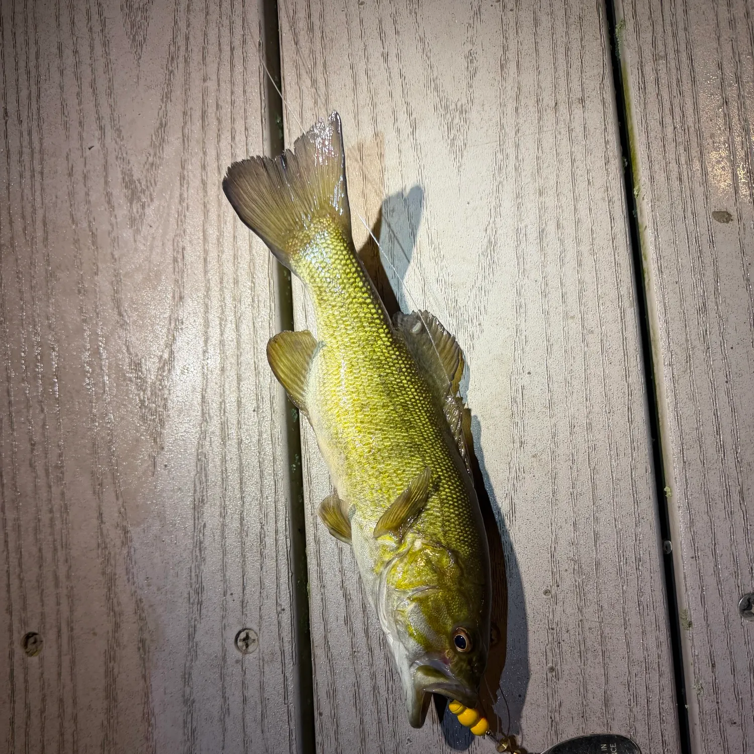 Smallmouth bass caught on Fishbrain
