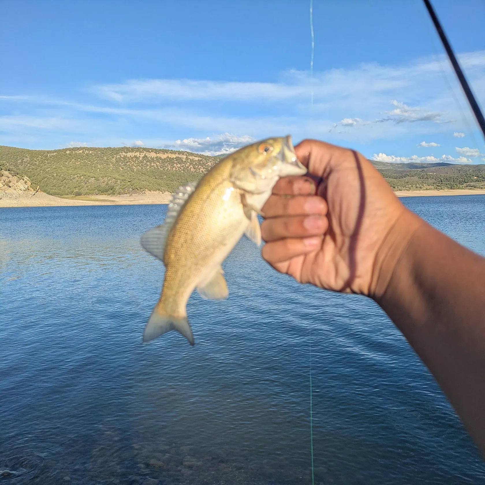 Smallmouth bass caught on Fishbrain