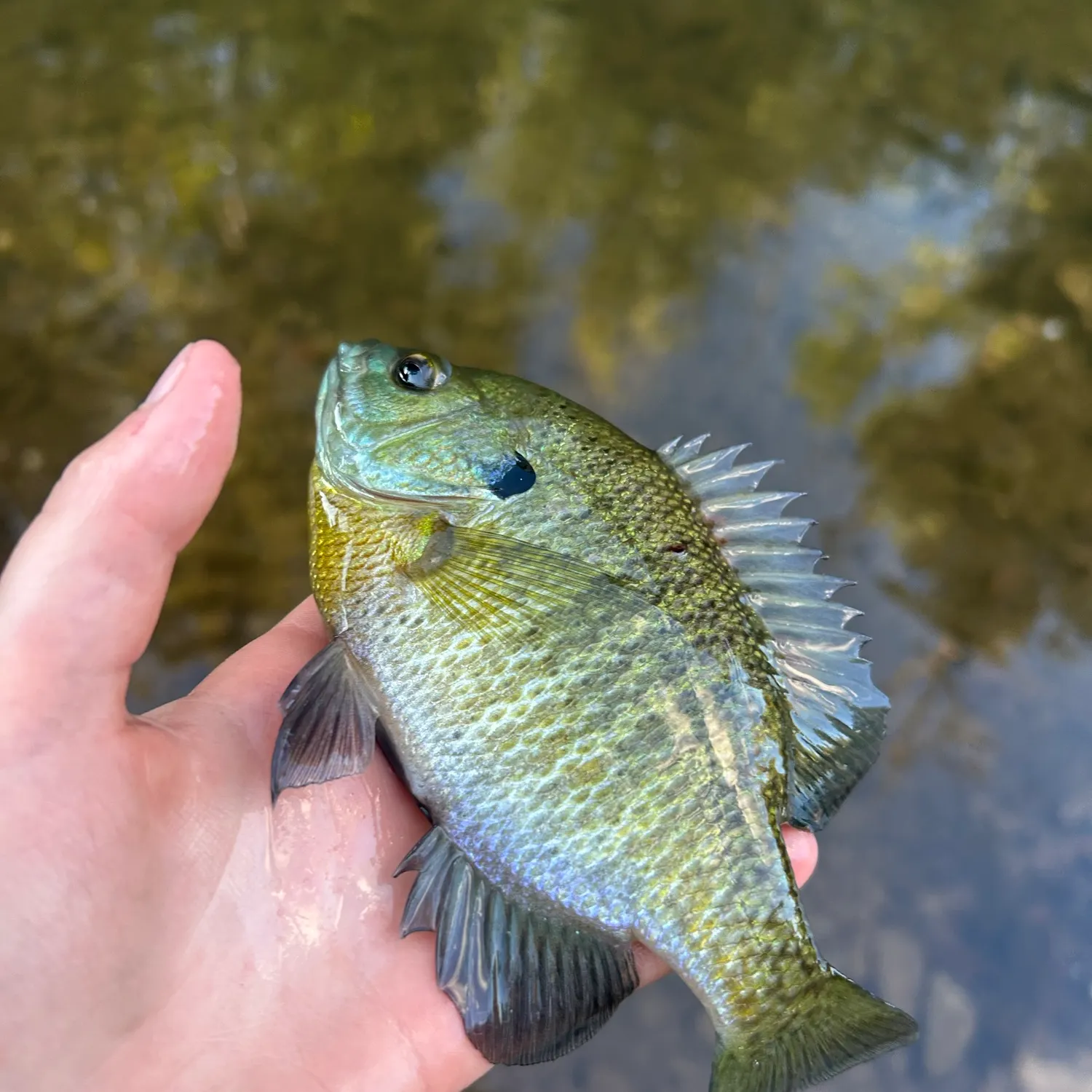 Redbreast sunfish caught on Fishbrain