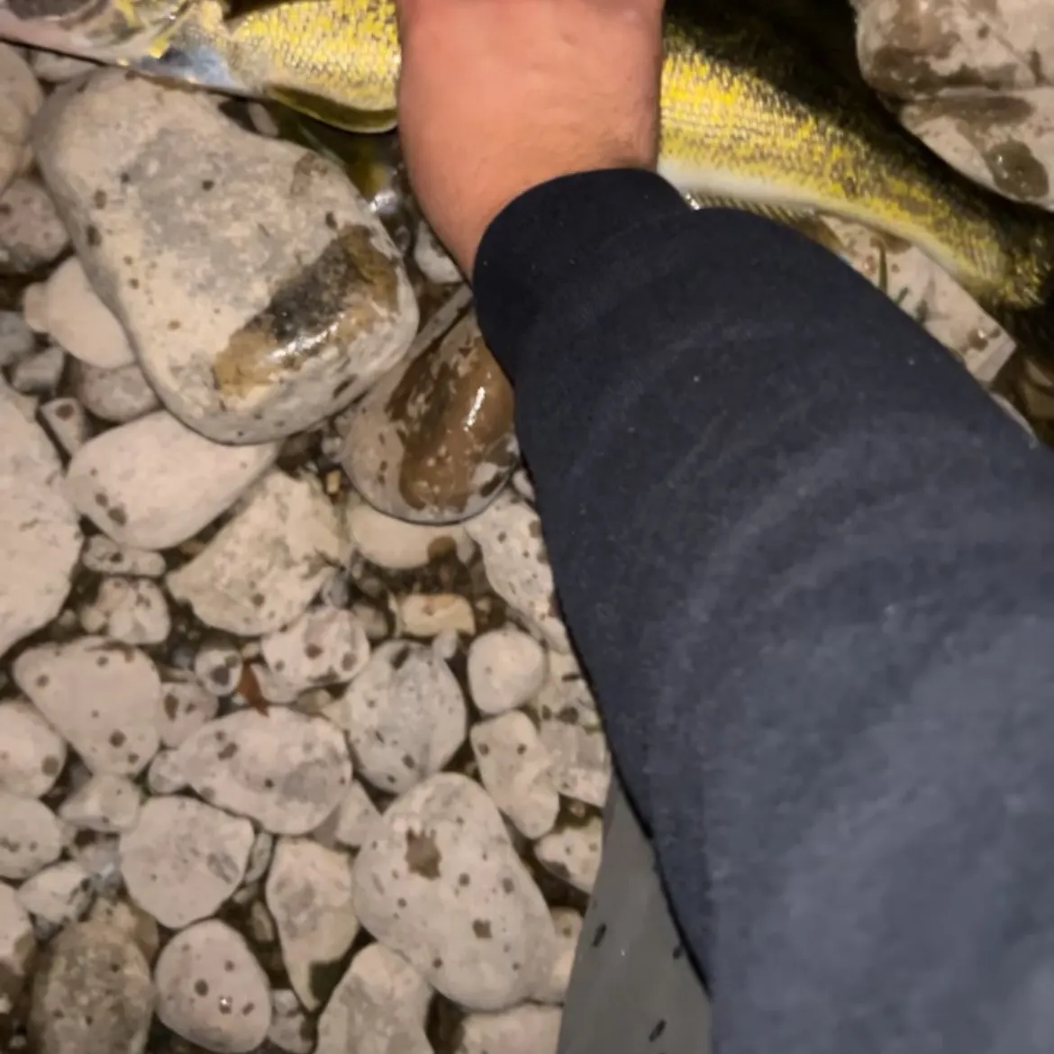 Walleye caught on Fishbrain