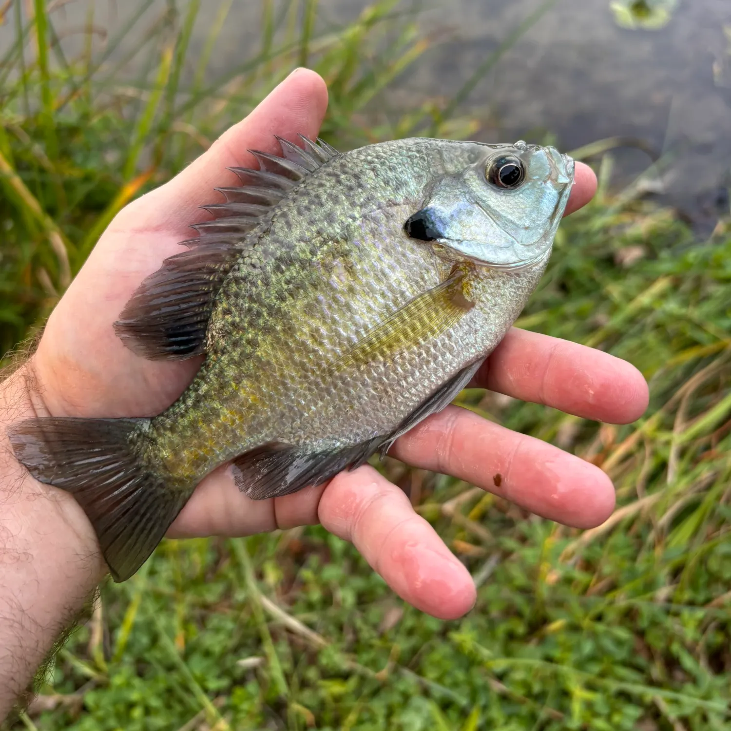 Bluegill caught on Fishbrain