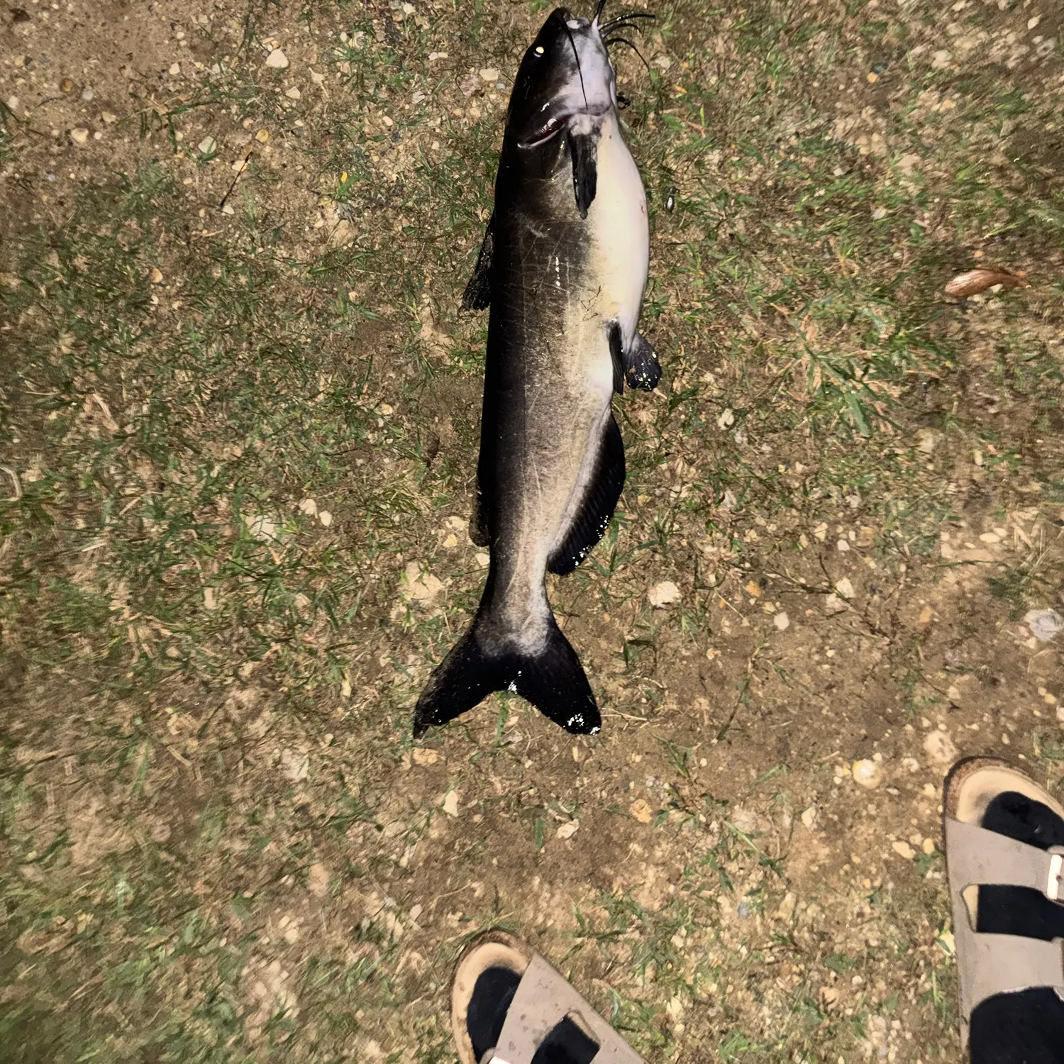 Channel catfish caught on Fishbrain