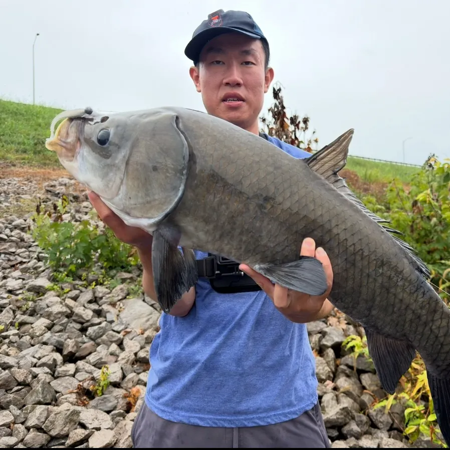 The most recent Bigmouth buffalo catches on Fishbrain