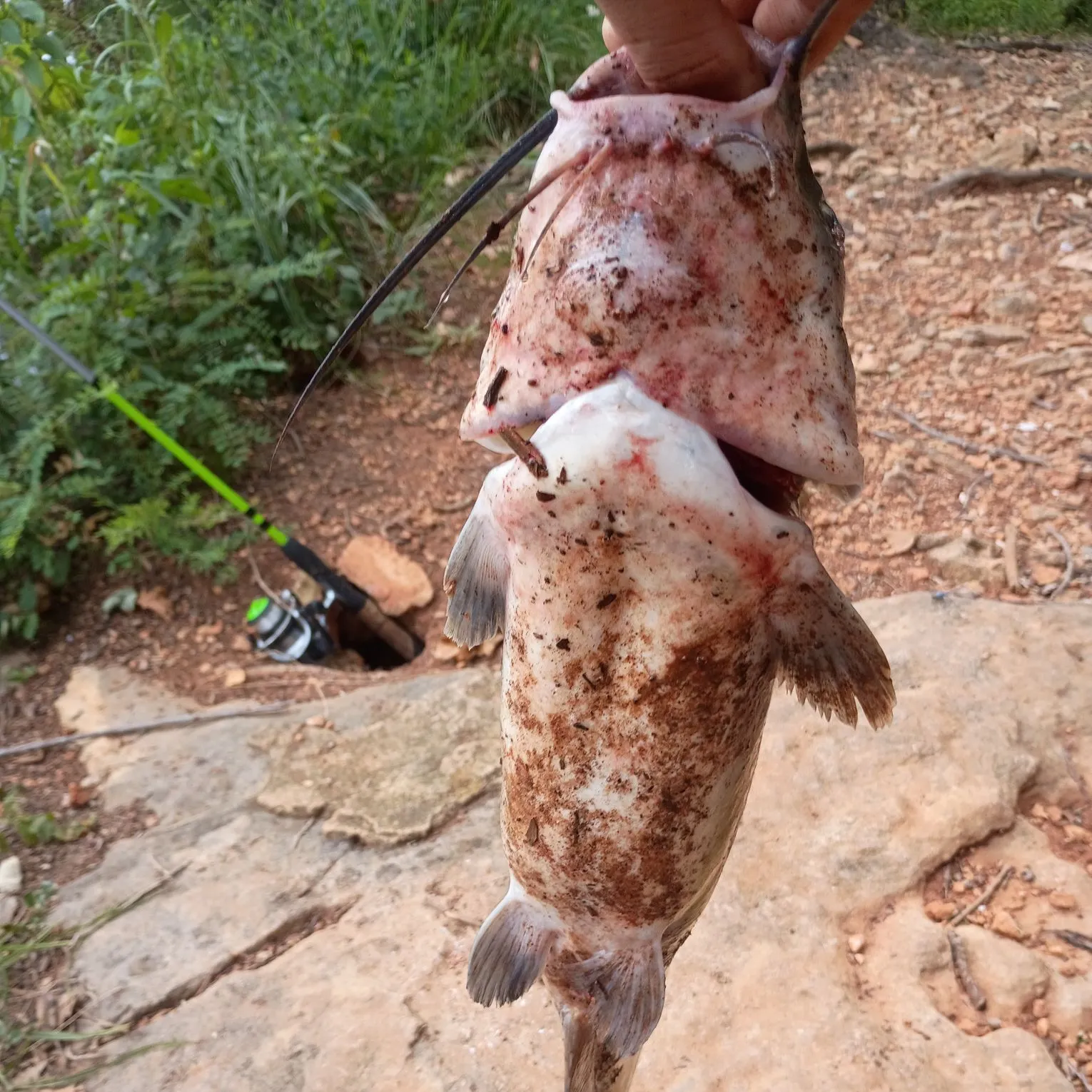 Channel catfish caught on Fishbrain