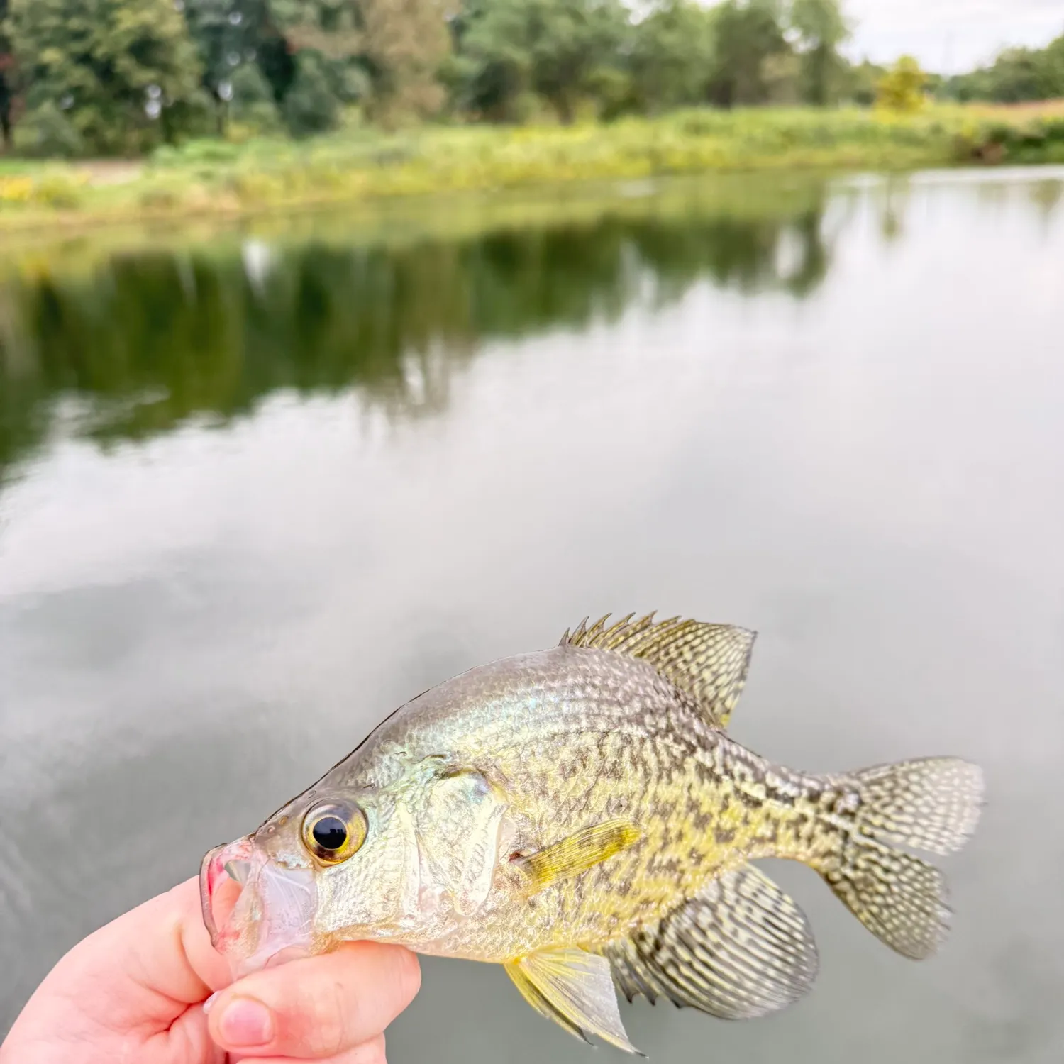Black crappie caught on Fishbrain