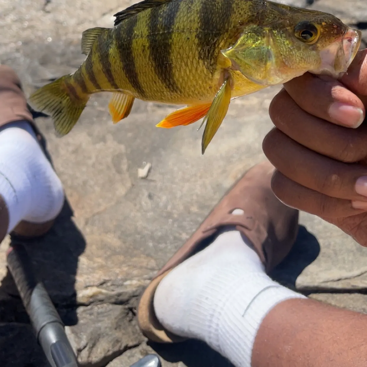 Yellow perch caught on Fishbrain