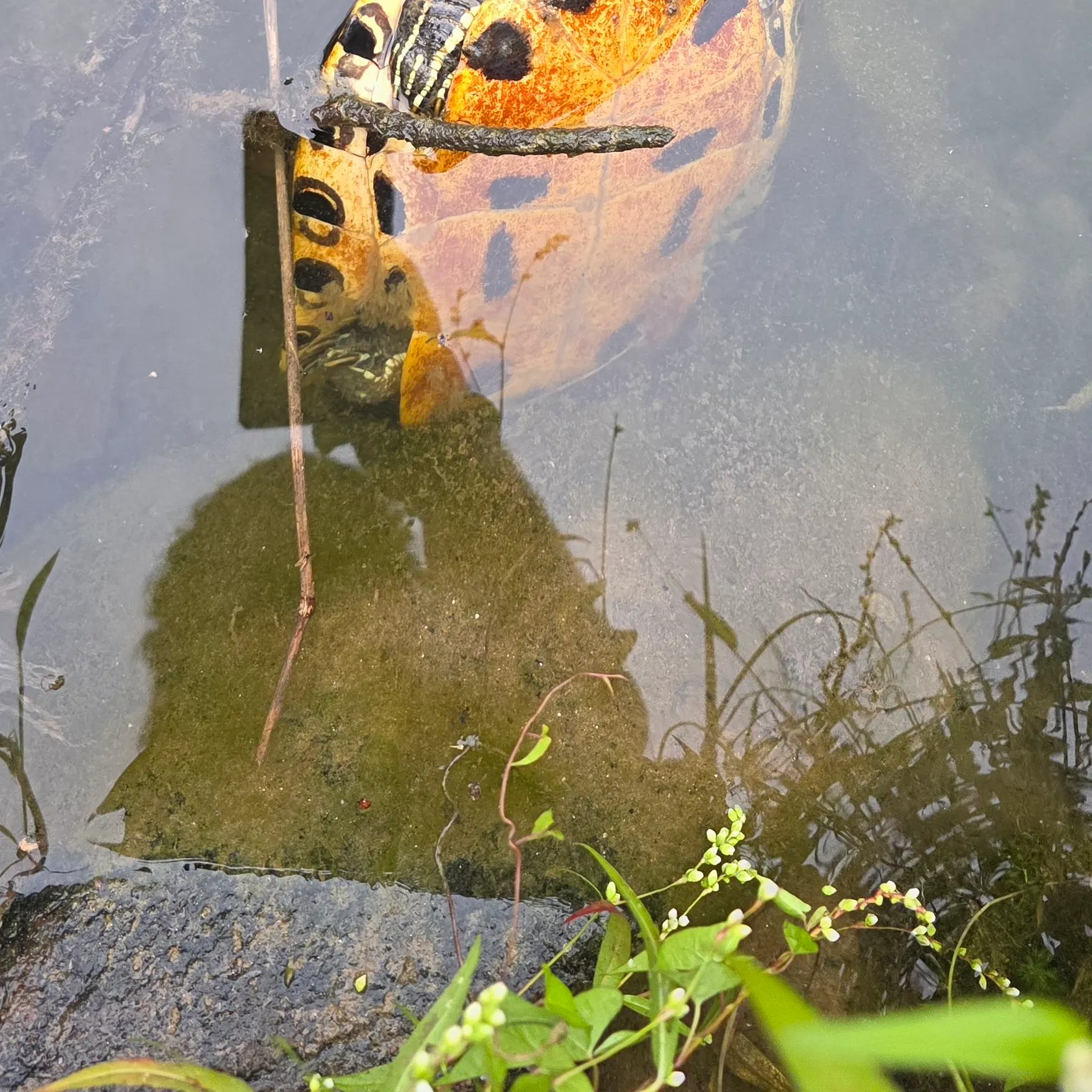 Pond slider turtle caught on Fishbrain