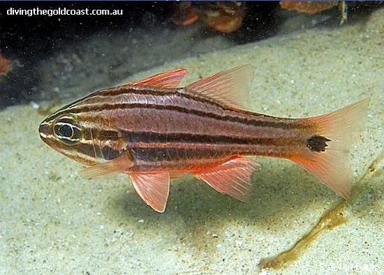 Sydney cardinalfish