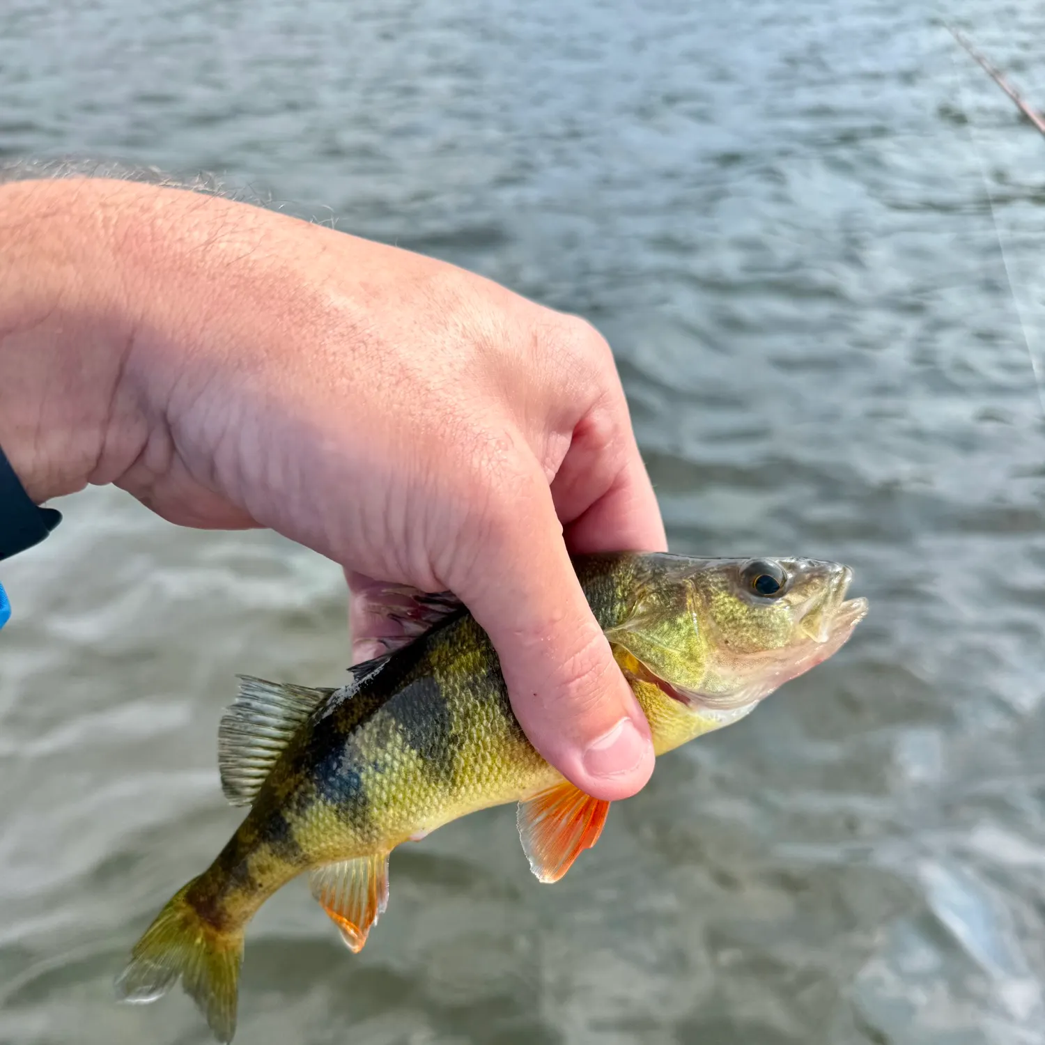 Yellow perch caught on Fishbrain