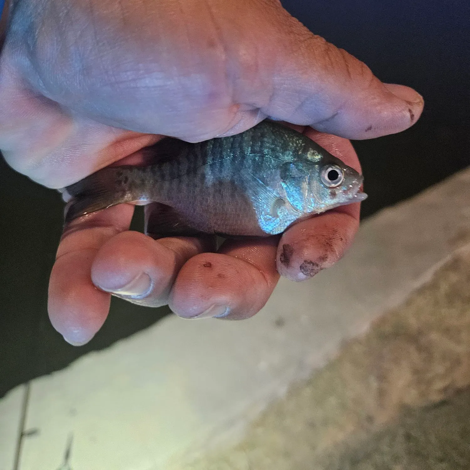 Bluegill caught on Fishbrain