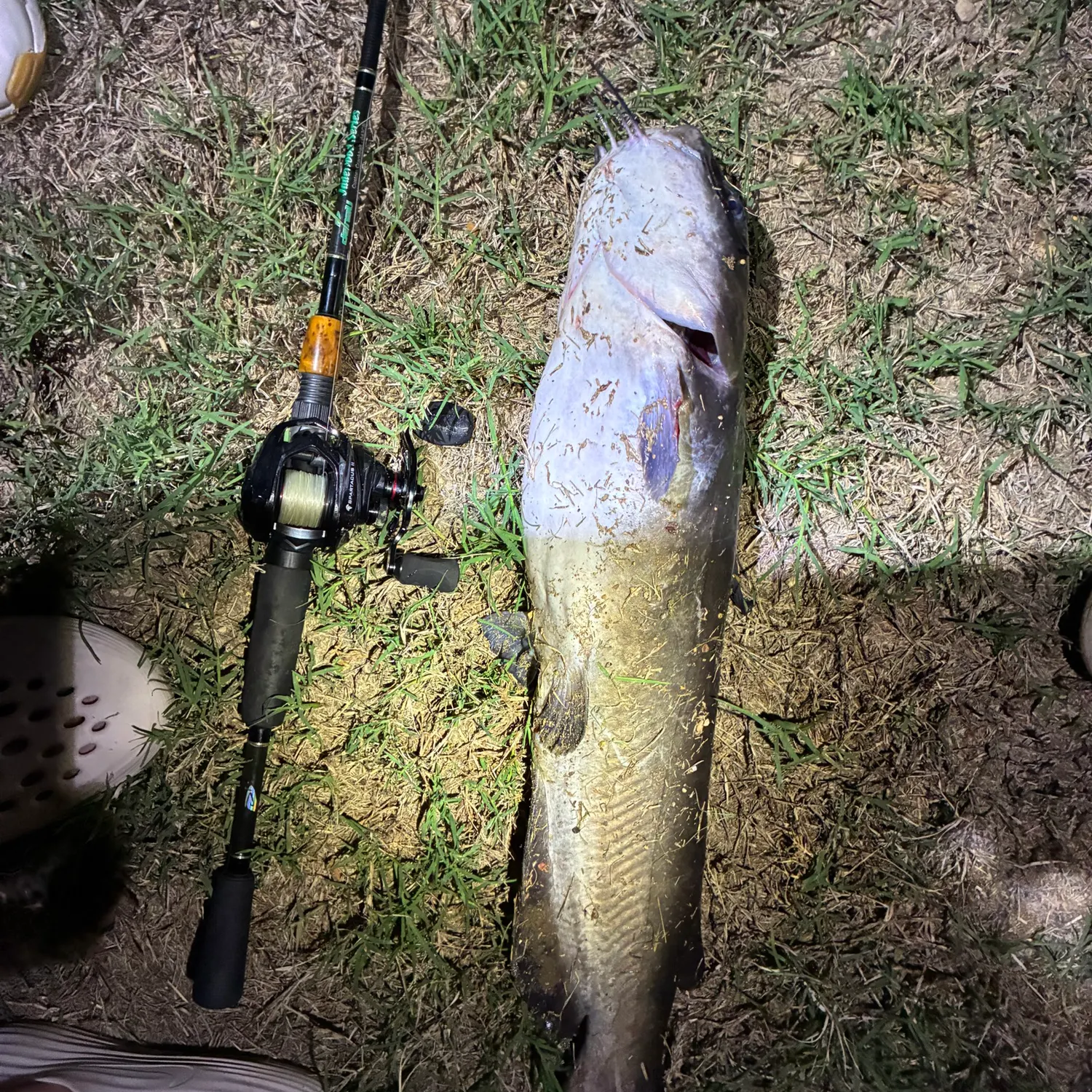 Fish caught on Fishbrain