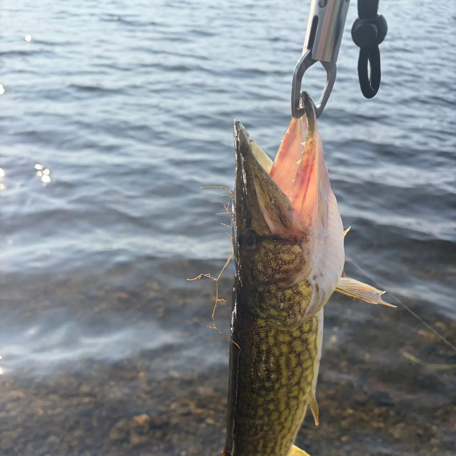 Chain pickerel caught on Fishbrain