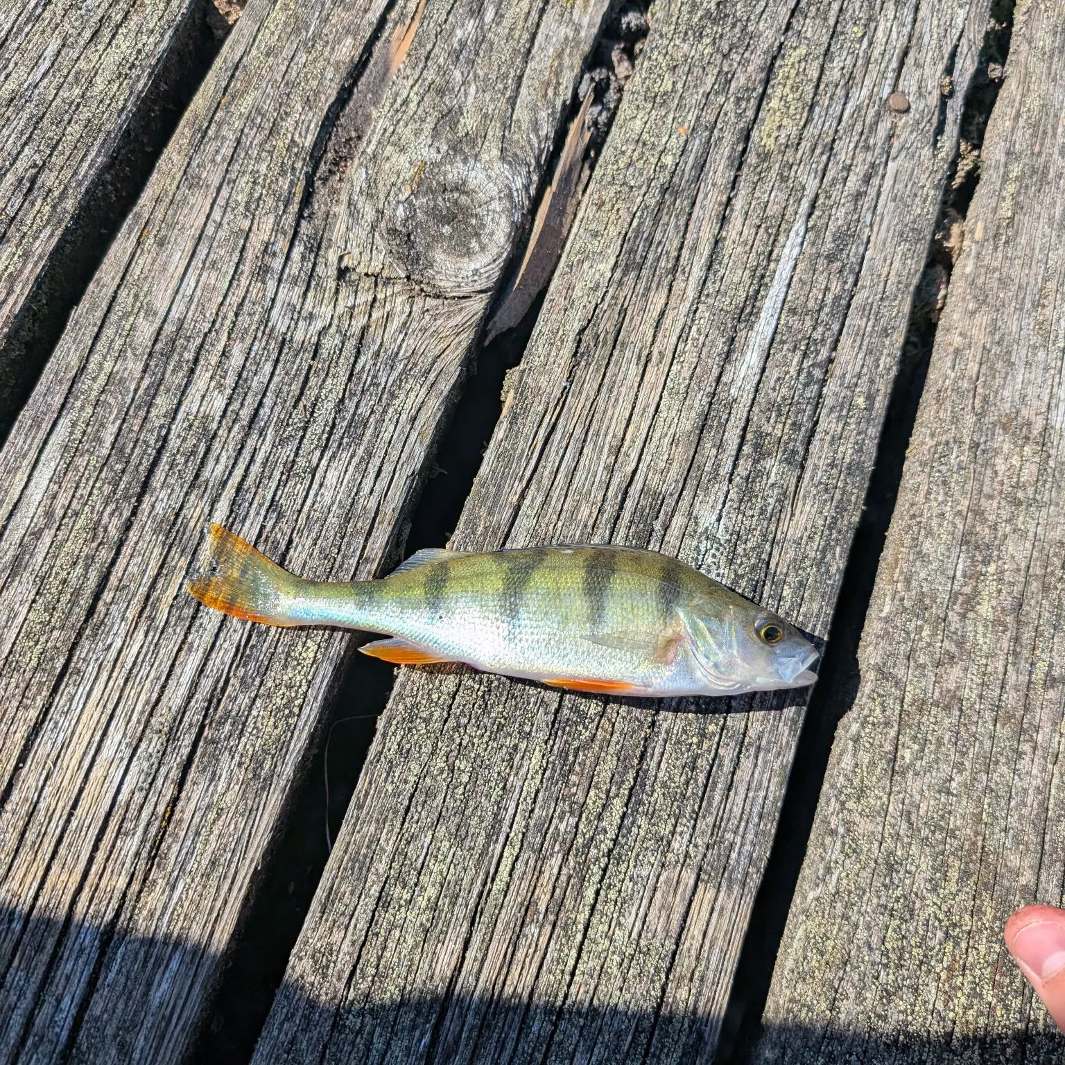 European perch caught on Fishbrain