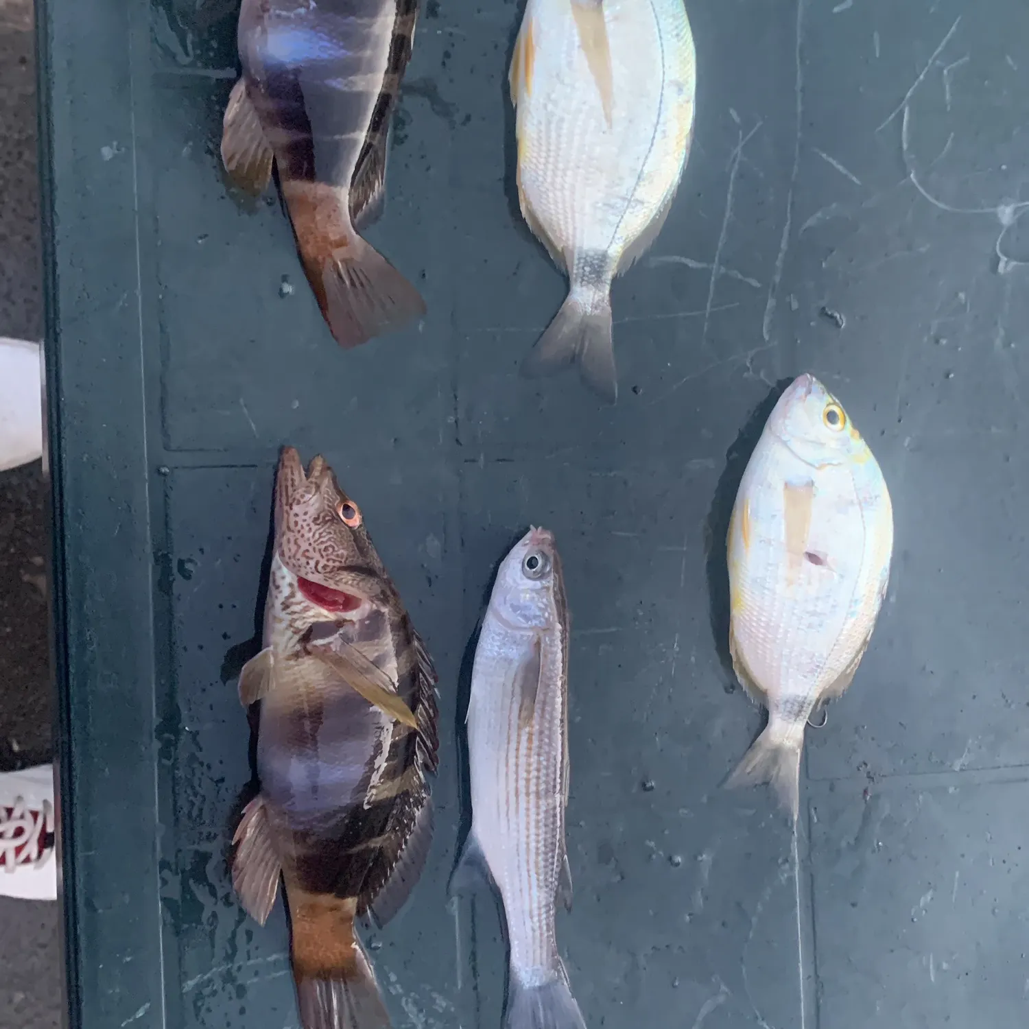 The most recent Painted comber catches on Fishbrain