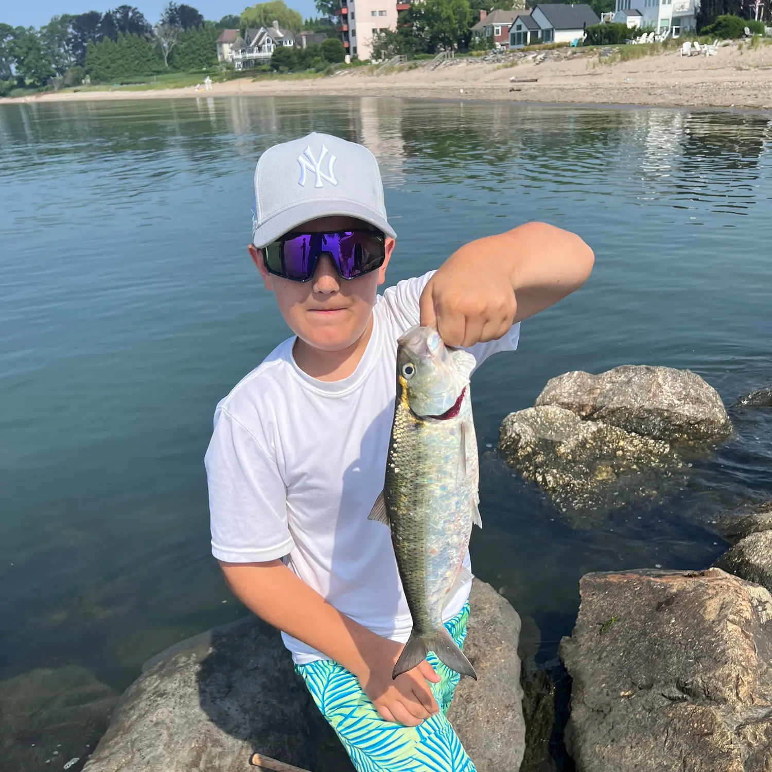 The most recent Hickory shad catches on Fishbrain