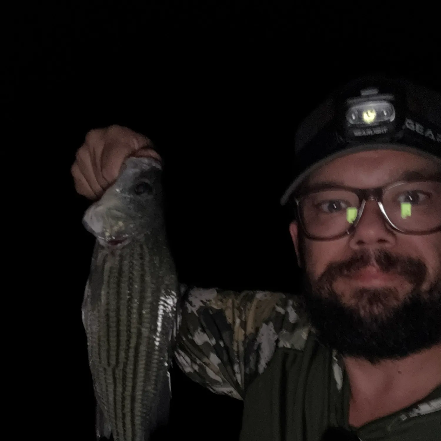 Yellow bass caught on Fishbrain