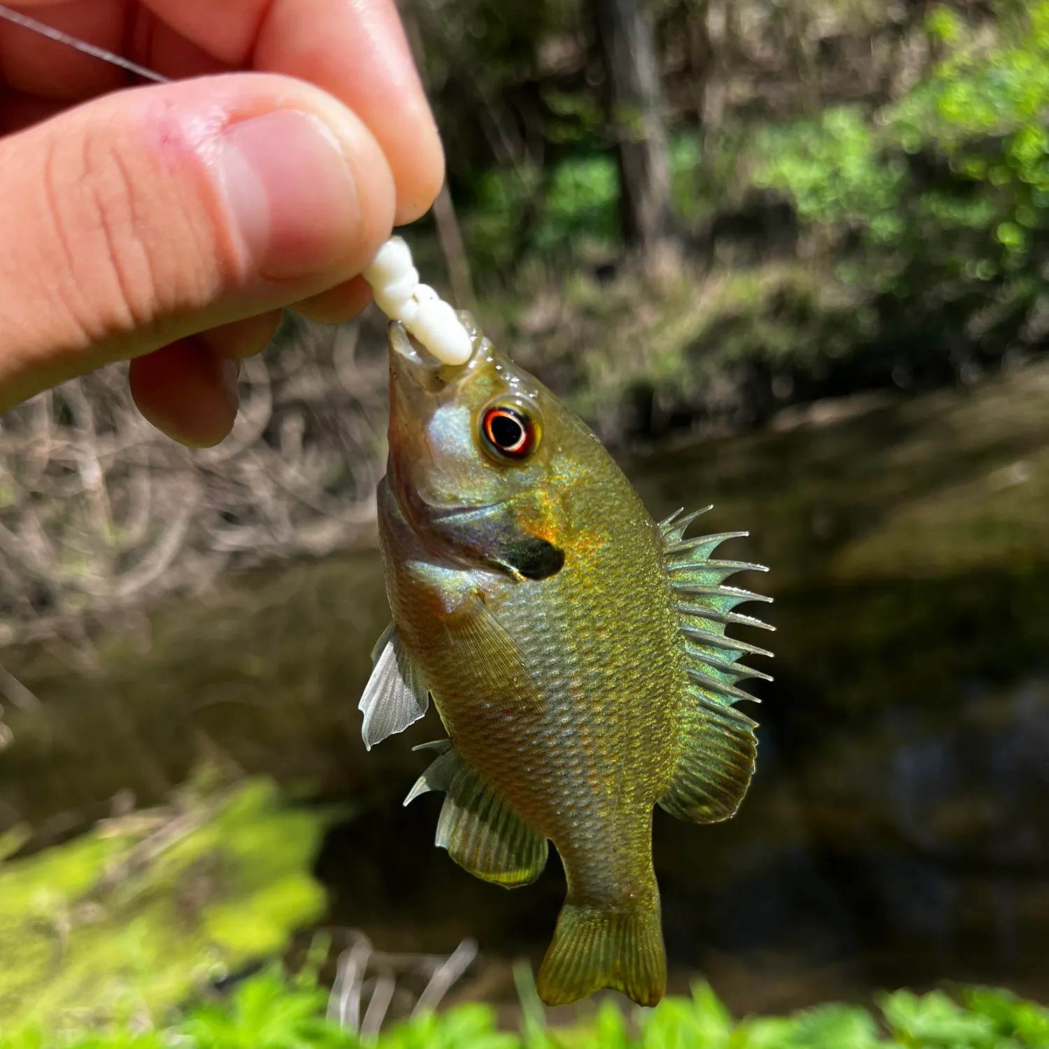 The most recent Redspotted sunfish catches on Fishbrain