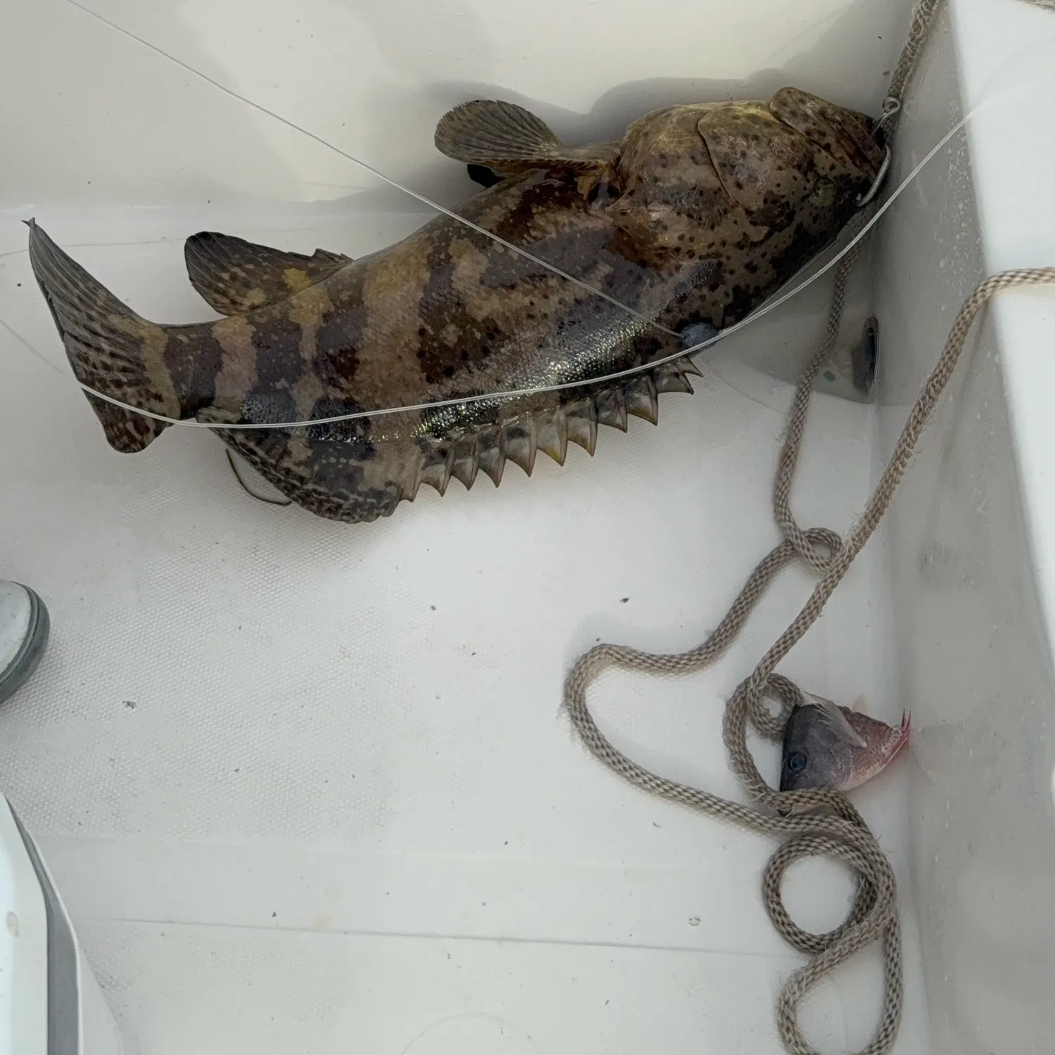 The most recent Atlantic goliath grouper catches on Fishbrain