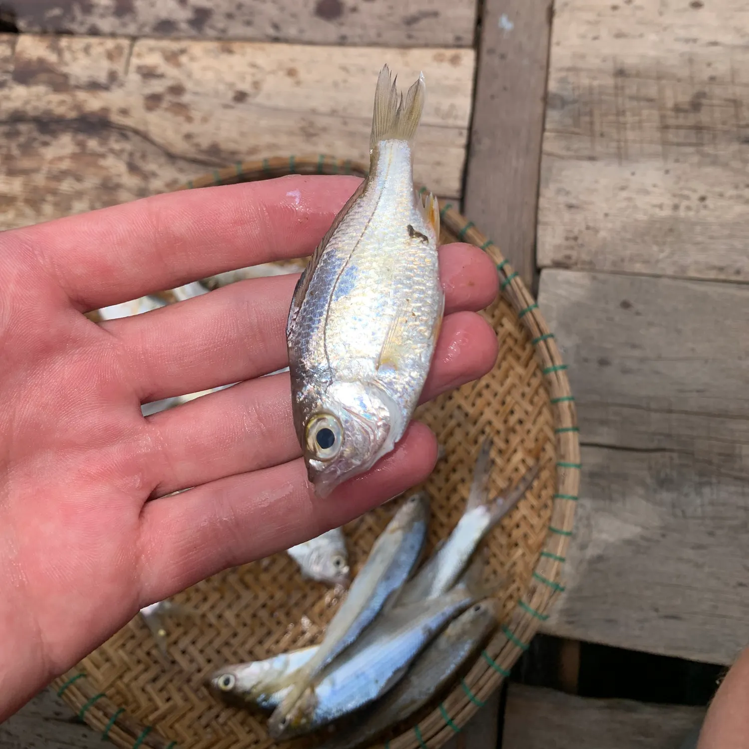 The most recent Decorated ponyfish catches on Fishbrain