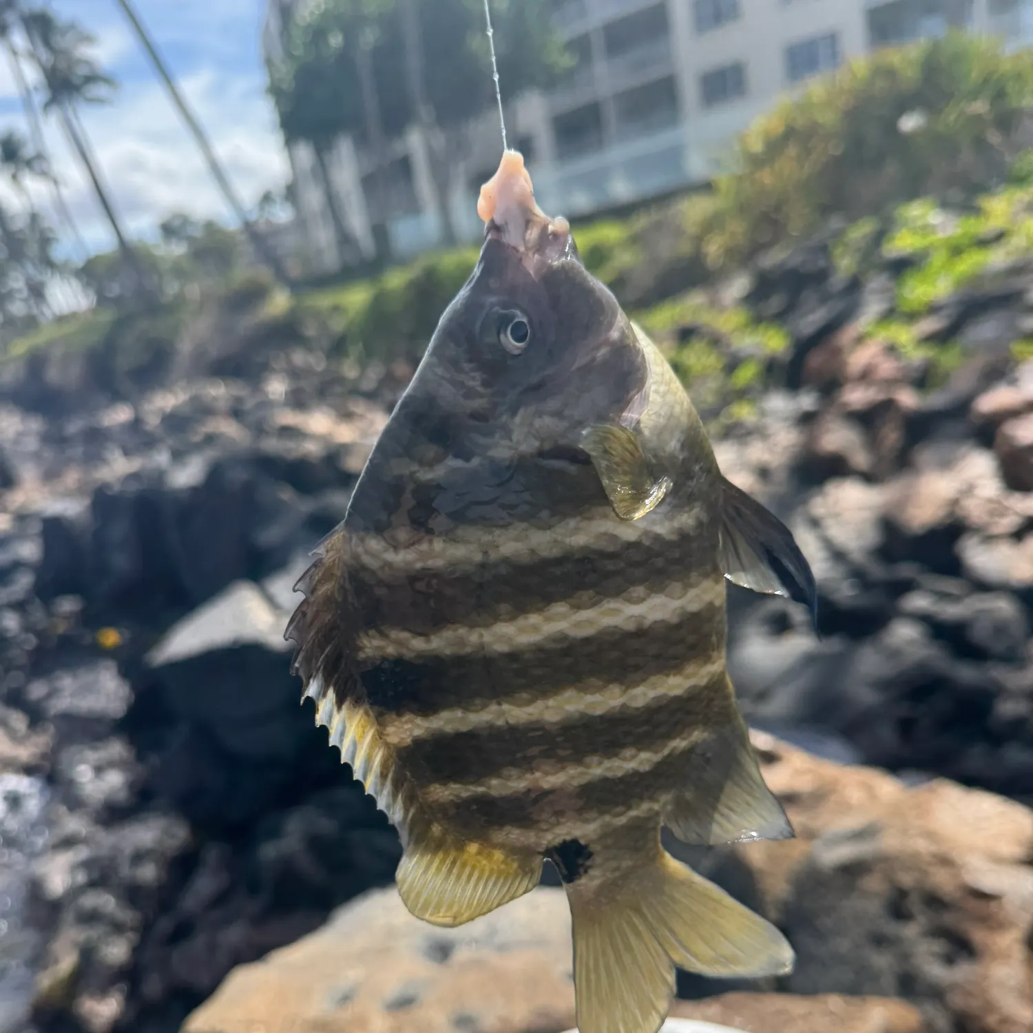 catch
