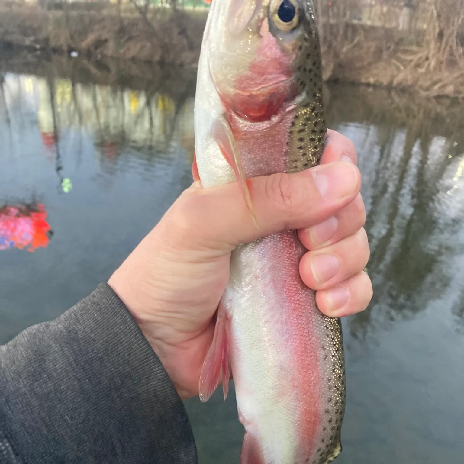 The most recent Rainbow trout catches on Fishbrain