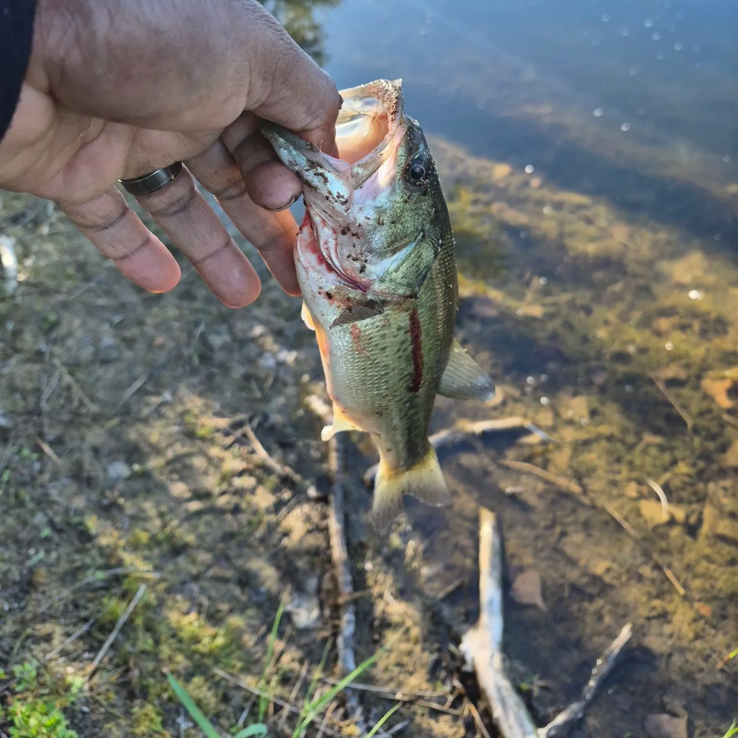 Largemouth bass caught on Fishbrain