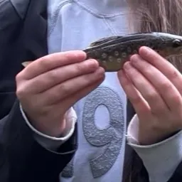 The most recent Lake trout catches on Fishbrain