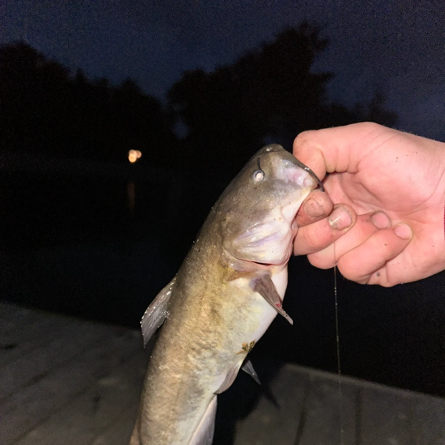 Brown bullhead caught on Fishbrain
