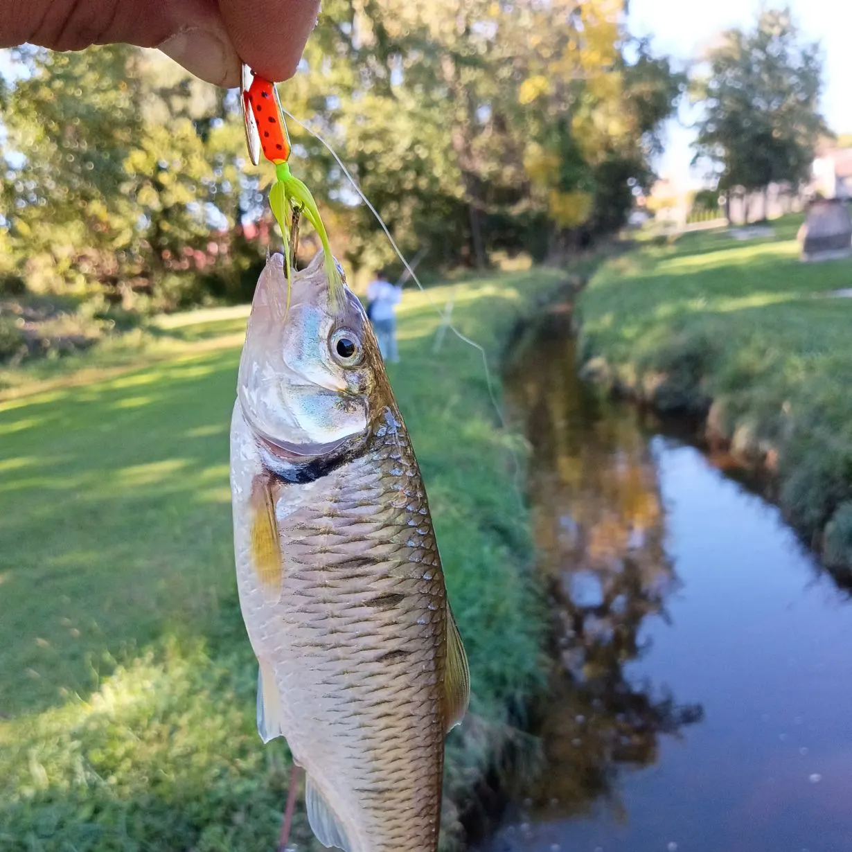 Striped shiner caught on Fishbrain