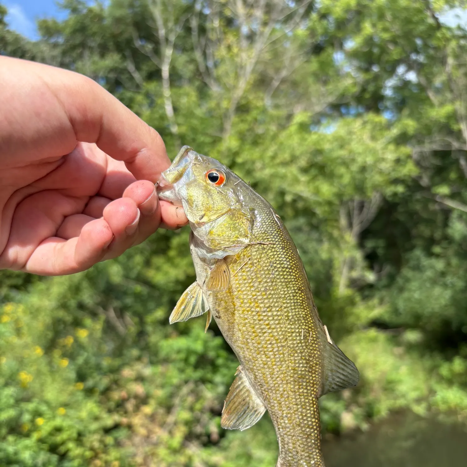 Smallmouth bass caught on Fishbrain