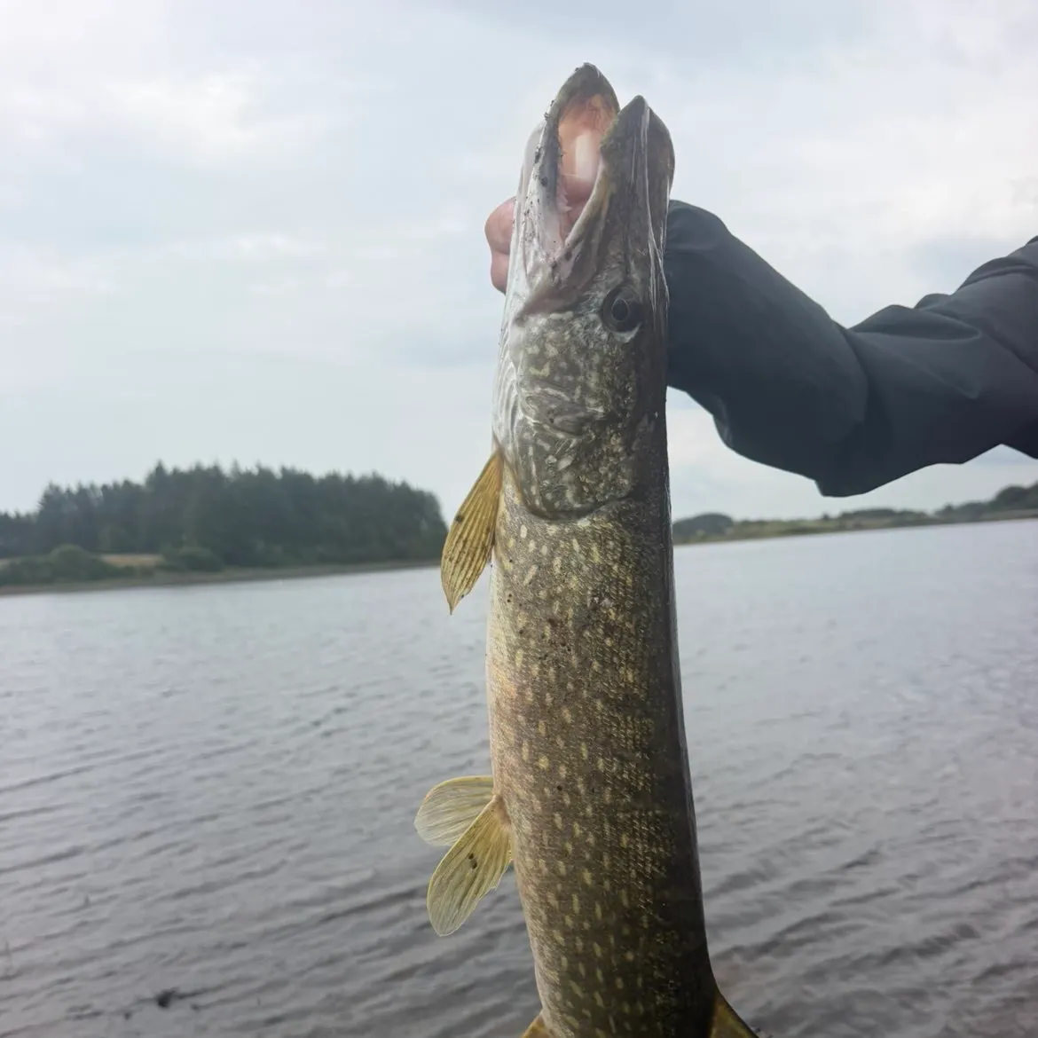 Northern pike caught on Fishbrain