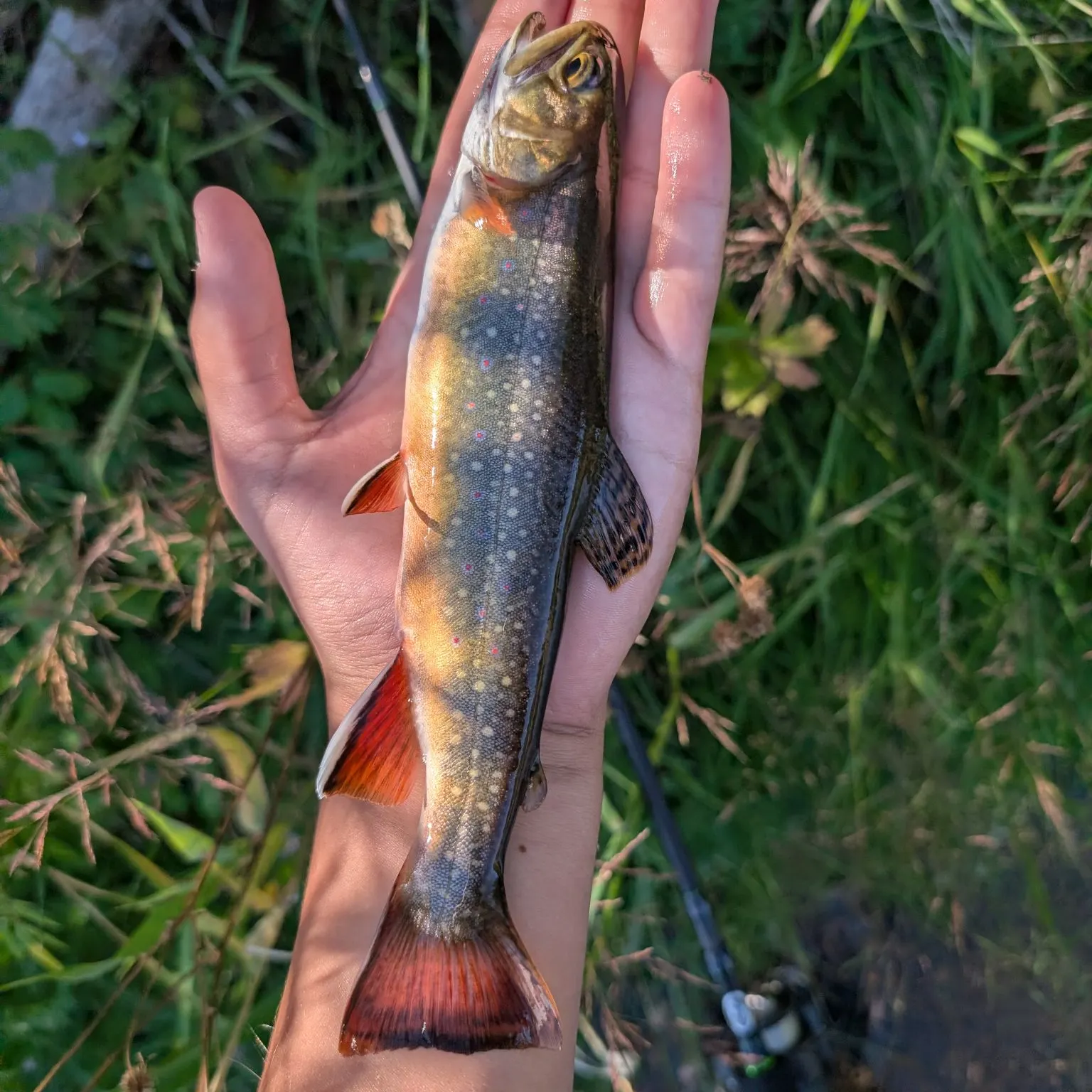 Brook trout caught on Fishbrain