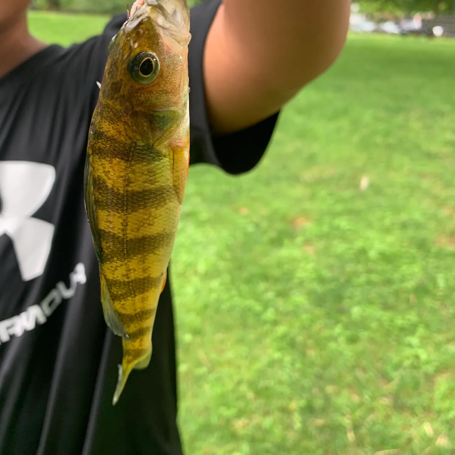 Yellow perch caught on Fishbrain